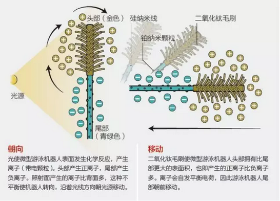 沿血管游動的微型機器人，可在光的控制下精準(zhǔn)行進